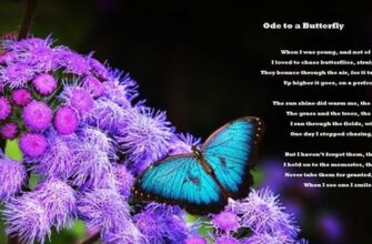 ode-to-butterflies-2