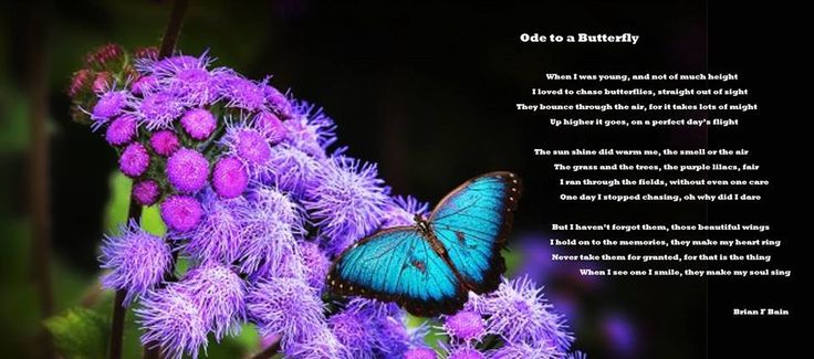 ode-to-butterflies-2